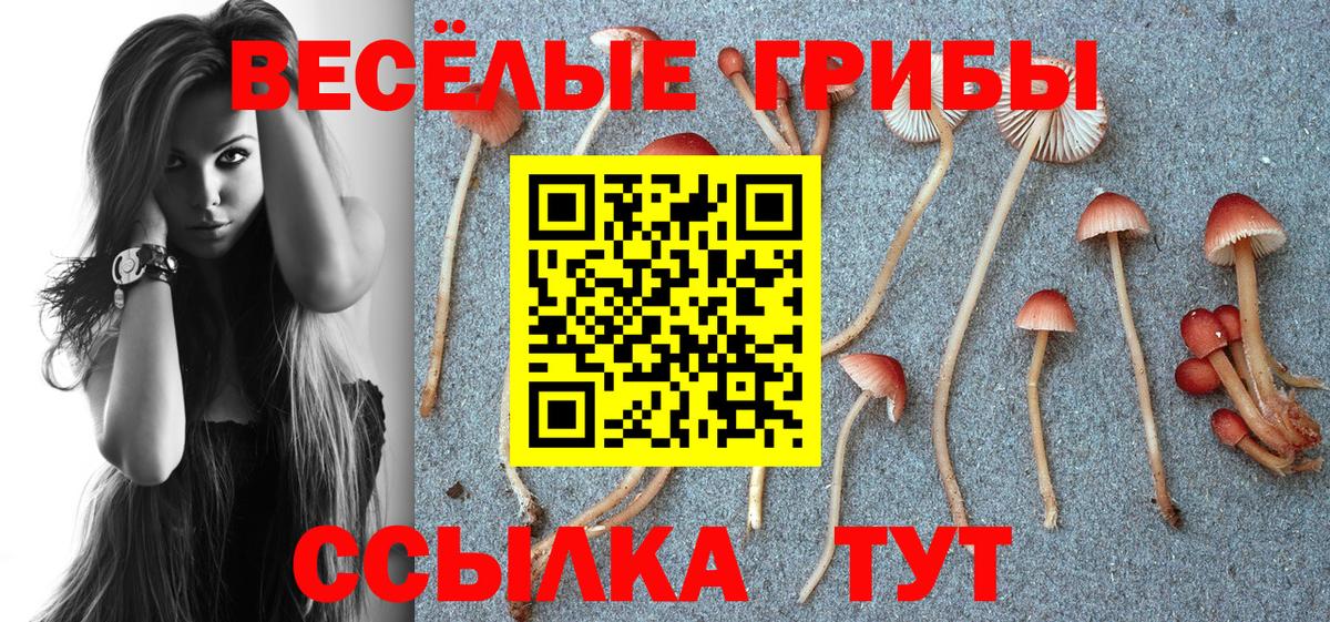 Псилоцибиновые грибы Cubensis Тихвин